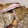 Гуанчале. Guanciale